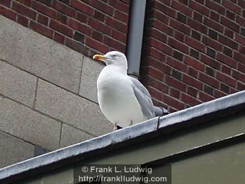 Gull in Temple Bar